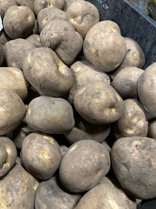 越冬とうや 10kg 訳あり 2025年収穫・2026年最新発送！ 糖度UP