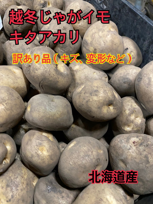 越冬きたあかり 10kg 訳あり 2025年収穫・2026年最新発送！ 糖度UP
